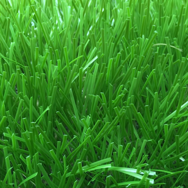 Nguồn gốc của cỏ nhân tạo chất lượng
